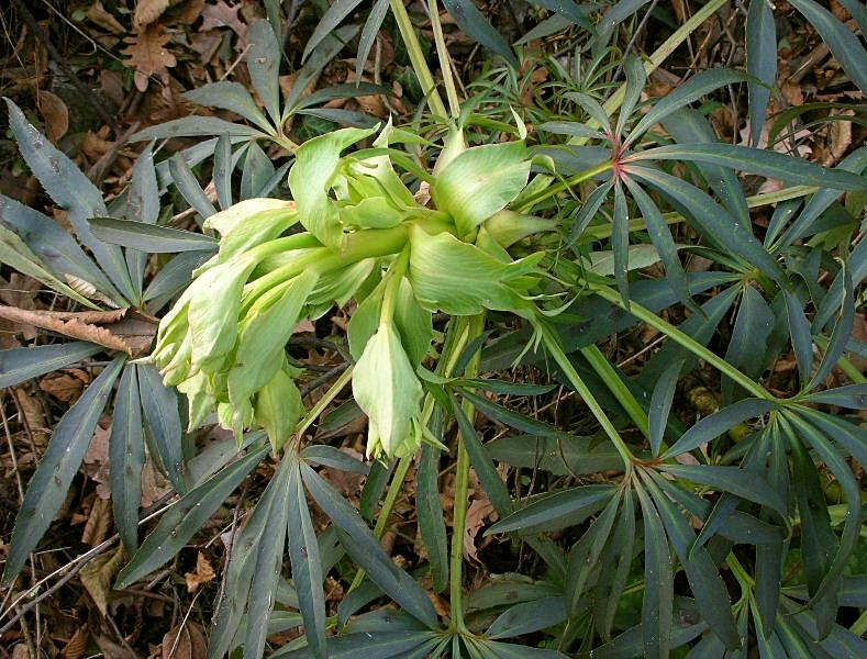 Helleborus foetidus / Elleboro puzzolente